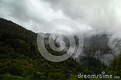 Green forest in foggy mountains Stock Photo