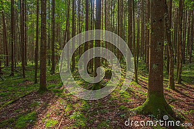 Green forest in Gauja National park, Latvia Stock Photo