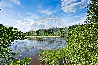 Green forest Stock Photo