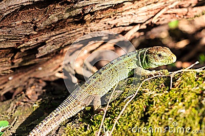 Green forest lizard sitting on a tree. Wild lizard green. Zootoca vivipara. Stock Photo