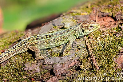Green forest lizard sitting on a tree. Wild lizard green. Stock Photo