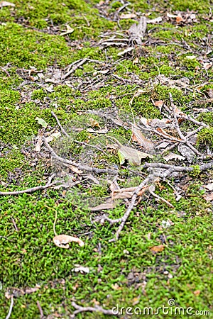 Green forest moss with fallen wood debris with dry tree branches and leaves Stock Photo