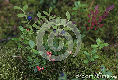 in the green forest moss twigs berries blueberries and cranberries Stock Photo