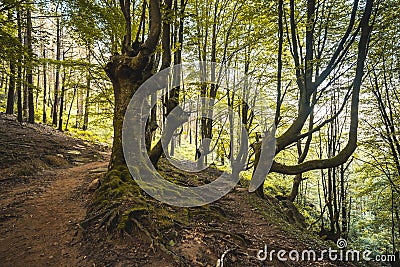 Green forest on the mountain Adarra in the Urnieta, Gipuzkoa, Spain Stock Photo