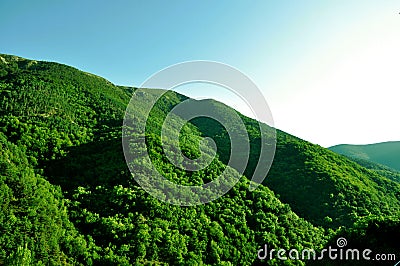 Green forest on the mountain, nature, Spain Stock Photo