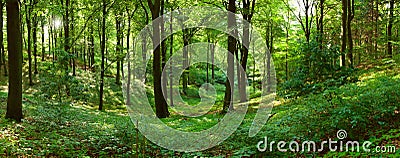 Green forest panorama Stock Photo