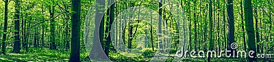 Green forest panorama scenery Stock Photo