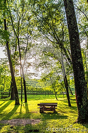 Green forest with path Stock Photo