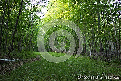 Green Forest Path Stock Photo