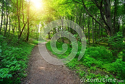 Green forest with pathway and sun light Stock Photo