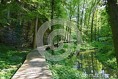 Green forest Stock Photo