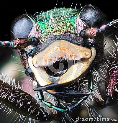 Green forest tiger beetle extremal closeup on black Stock Photo