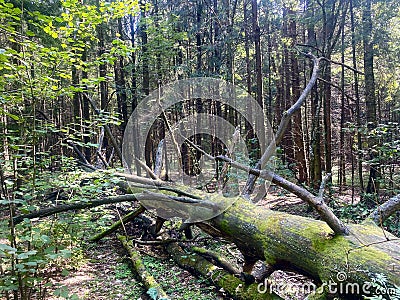 Green forest, tree trunks, pine trees, leaves, nature, landscape Stock Photo