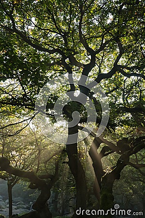 Green forest trees. Sunshine streaming through dark brooding trees Stock Photo