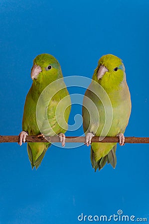 Green Forpus Coelestis Stock Photo