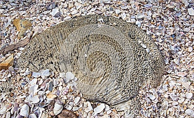 Green fossil among seashells Stock Photo