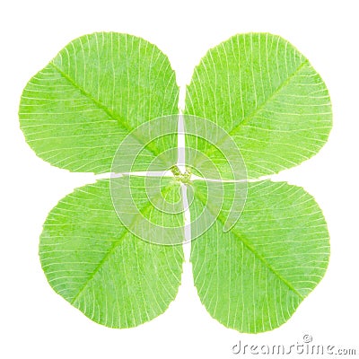 Green four leaf clover Stock Photo