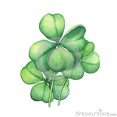 Green four leaf clover. Stock Photo