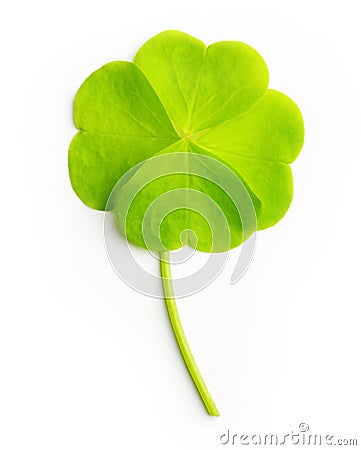 Green four-leaf clover leaf isolated Stock Photo