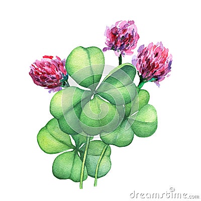 Green four leaf clover with pink flowers. Stock Photo