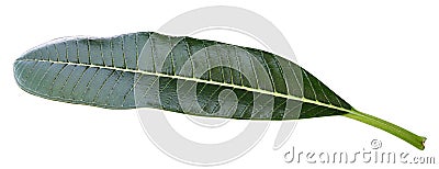 Green fragipani plumeria leaf Stock Photo