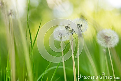 Green freh meadow with beautiful fluffydandellions. Natural soft summer or spring background. Shallow depth of field. Soft focus Stock Photo