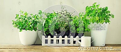 Green fresh aromatic herbs - melissa, mint, thyme, basil, parsley in pots, watering can on white and wooden background Stock Photo