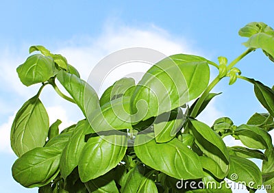 Green fresh basil herbs plant in summertime Stock Photo