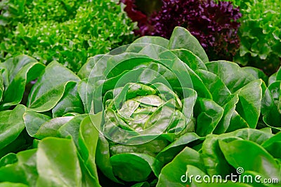 Green fresh butterhead lettuce ready to harvest Stock Photo