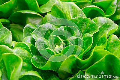 Green fresh butterhead lettuce ready to harvest Stock Photo