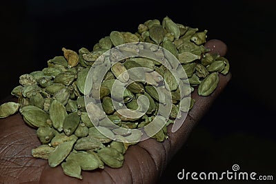 Green fresh cardamom in hands Stock Photo