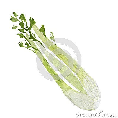 Green fresh celery. Stick isolated on white. Stock Photo