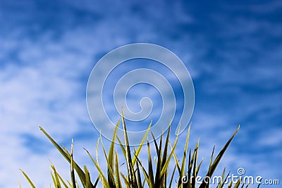 Green fresh grass on a blue clear sky with white clouds photography. Beautiful summer and spring background. Stock Photo