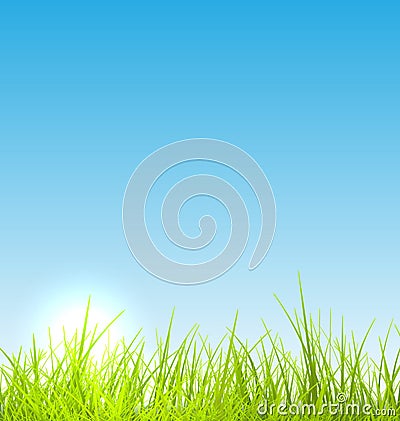 Green fresh grass and blue sky summer background Vector Illustration