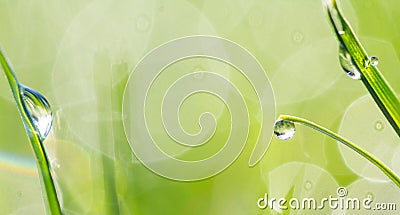 Green fresh grass in the drops of dew texture Stock Photo