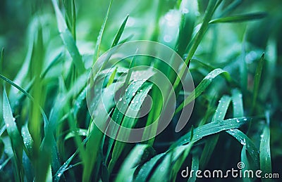 Green fresh grass with drops of morning water dew after rain, nature background with raindrop, mockup backdrop leaf plant closeup Stock Photo