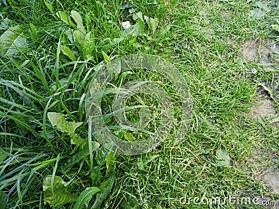 Green fresh grass and earth background texture Stock Photo