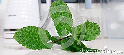 Green fresh healthy mint leaves Stock Photo