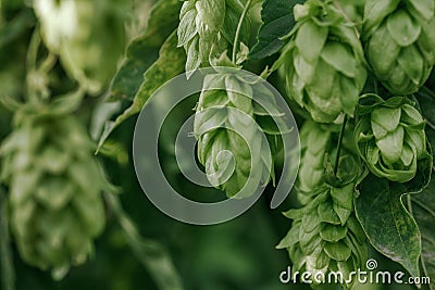 Green fresh hop cones for making beer and bread closeup, agricultural background Stock Photo