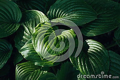 Green fresh hosta leaves with water drops Stock Photo