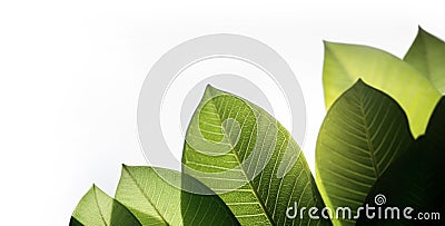 Green Fresh Leaf Backlit. Isolated on White background. Natural Sunlight Shining Through the Tree. Concept for Earth Day Stock Photo