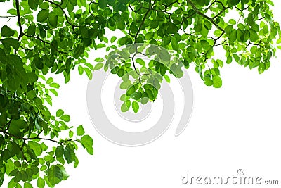 Green fresh leaf frame Stock Photo