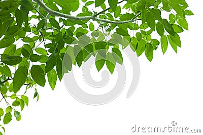 Green fresh leaf frame Stock Photo