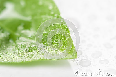 Green fresh leaf with water raindrops isolated on white wet background Stock Photo