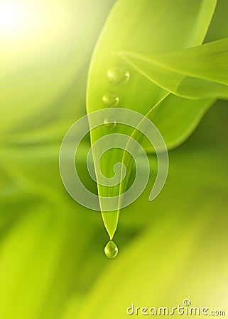 Green fresh leaves Stock Photo