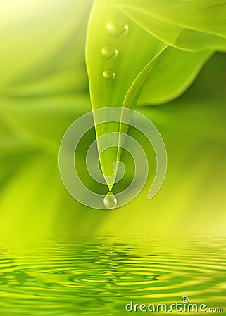 Green fresh leaves Stock Photo