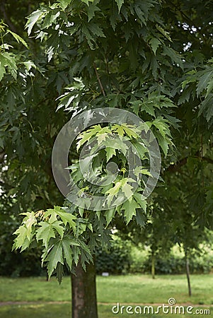 Green fresh leaves of Acer saccharinum tree Stock Photo