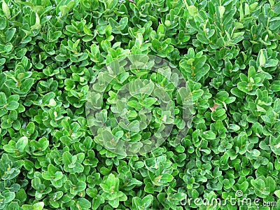 Green and fresh leaves bush Stock Photo