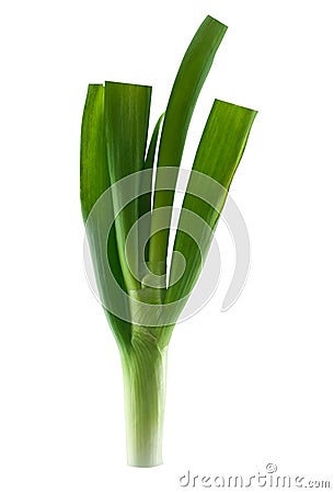 Green Fresh Leek Stock Photo