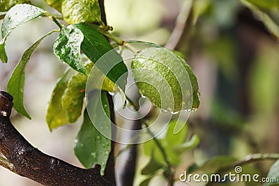 Green fresh lime hanging on tree with rain drops Stock Photo